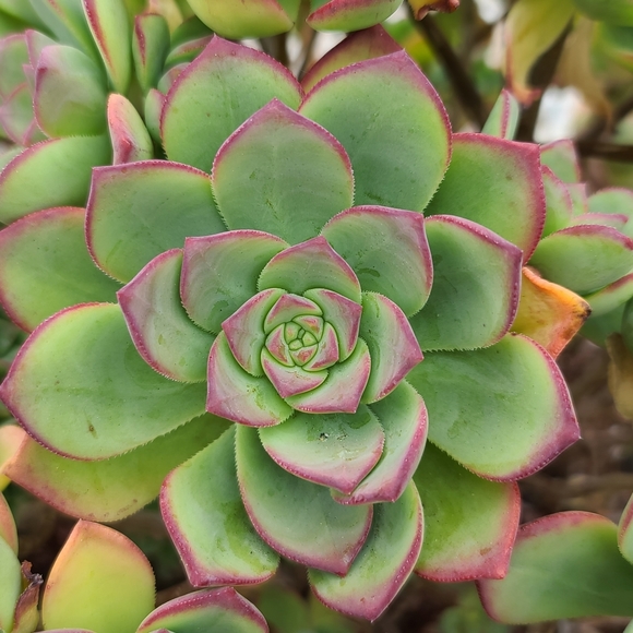 2 Pc Haworth's Aeonium Red Tip succulent plant - Picture 4 of 5